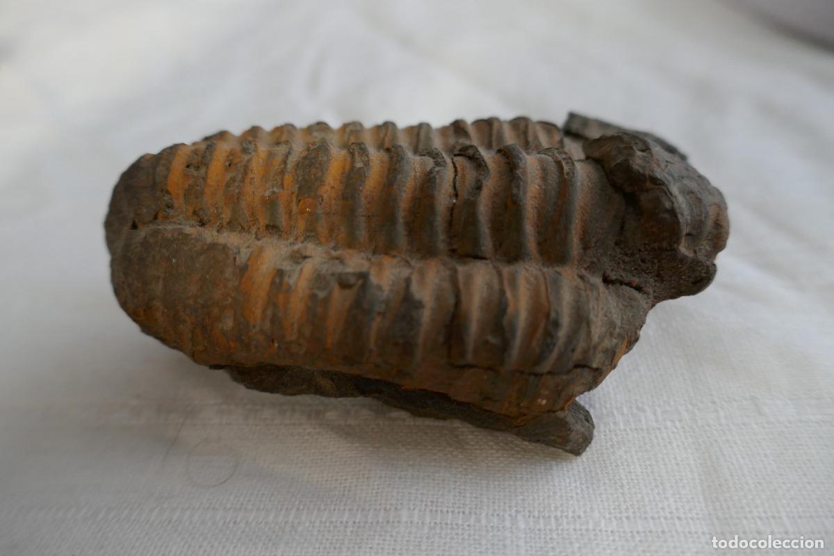 Antig&uuml;edades: Fosil Trilobite en piedra - Foto 4