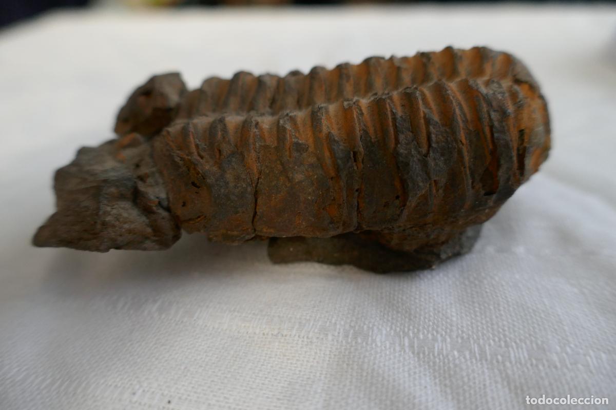 Antig&uuml;edades: Fosil Trilobite en piedra - Foto 6