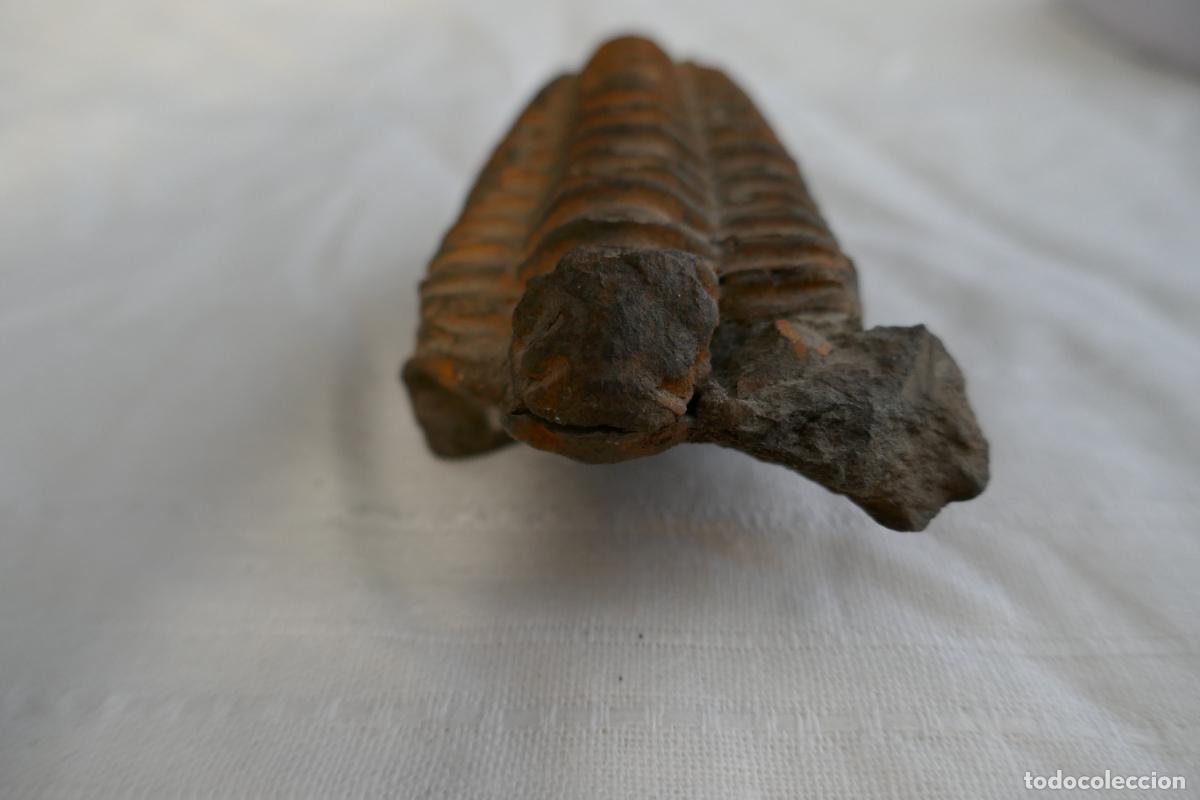 Antig&uuml;edades: Fosil Trilobite en piedra - Foto 7