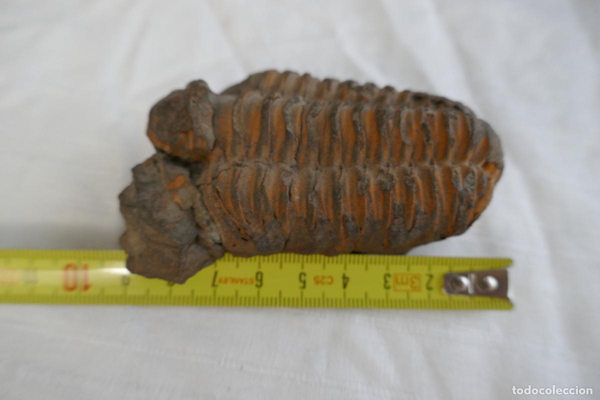 Antig&uuml;edades: Fosil Trilobite en piedra - Foto 8