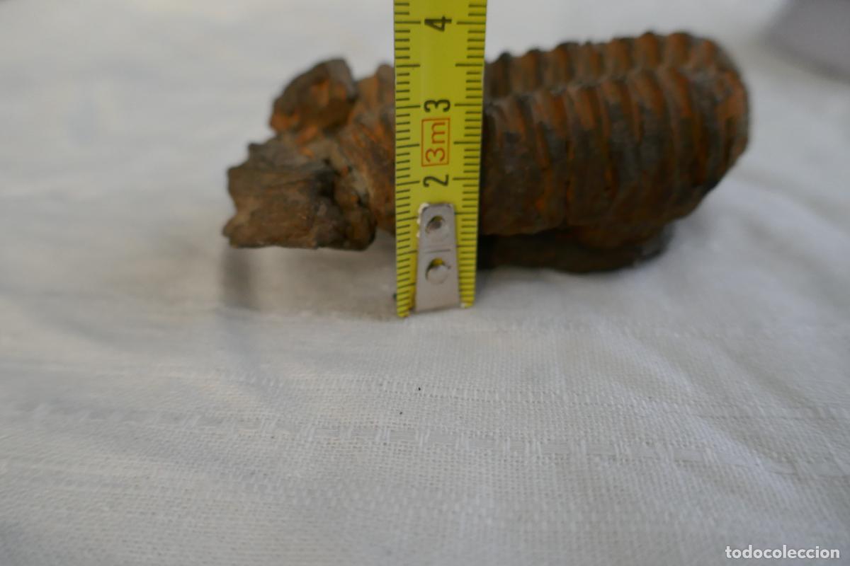 Antig&uuml;edades: Fosil Trilobite en piedra - Foto 9