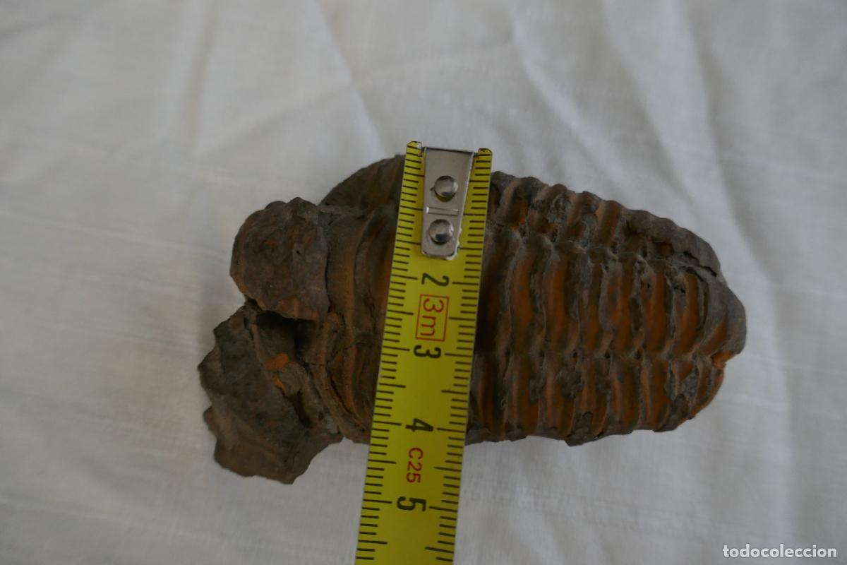 Antig&uuml;edades: Fosil Trilobite en piedra - Foto 10