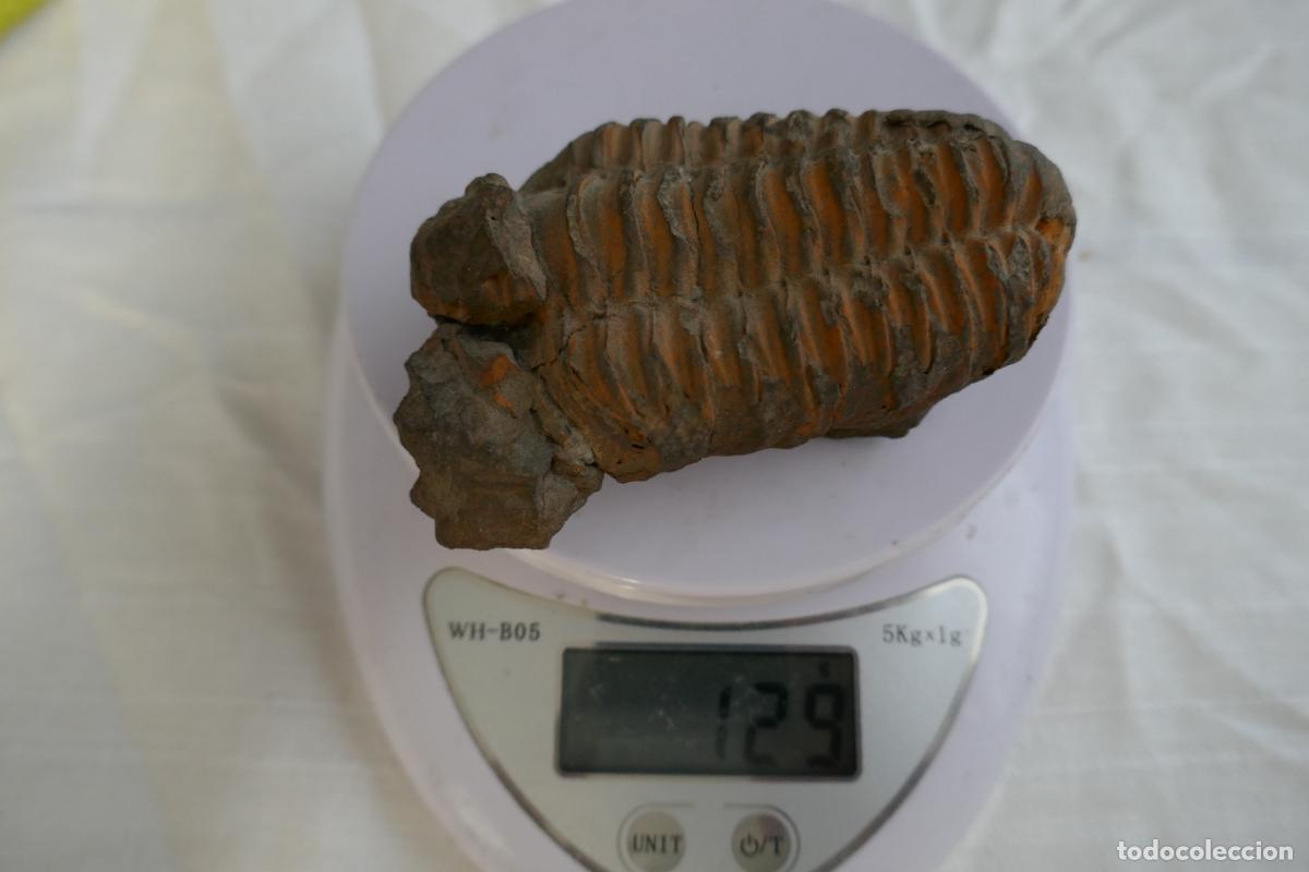 Antig&uuml;edades: Fosil Trilobite en piedra - Foto 11