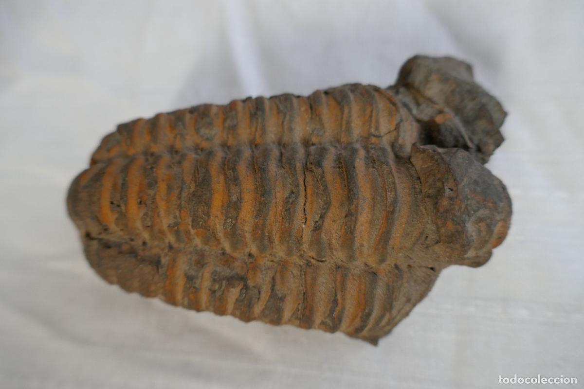 Antig&uuml;edades: Fosil Trilobite en piedra - Foto 1