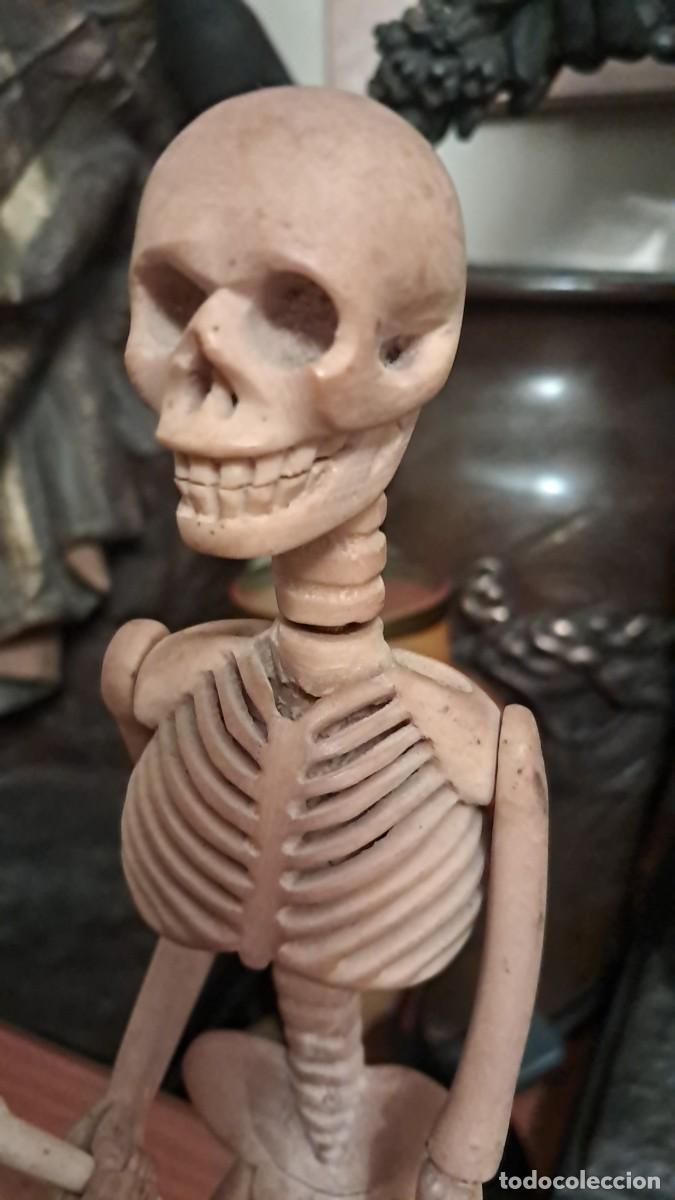 Antig&uuml;edades: Esqueleto de cornamenta antiguo articulado - Foto 3