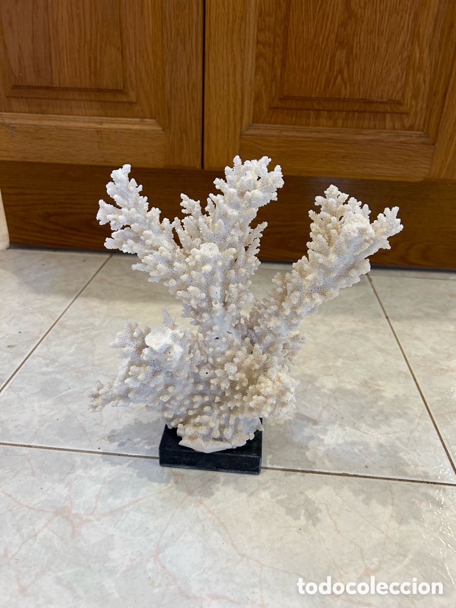 Antig&uuml;edades: ESQUELETO CORAL BLANCO - Foto 2