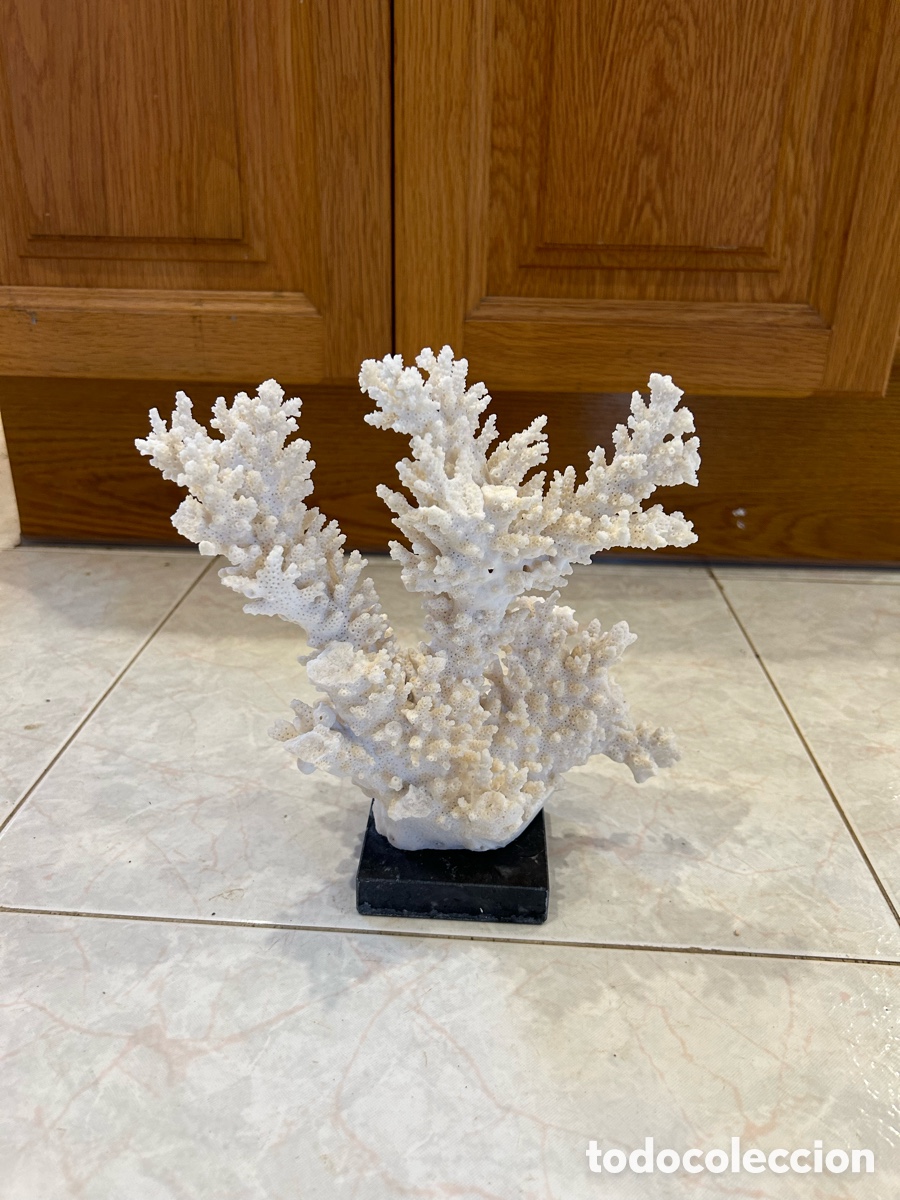 Antig&uuml;edades: ESQUELETO CORAL BLANCO - Foto 3