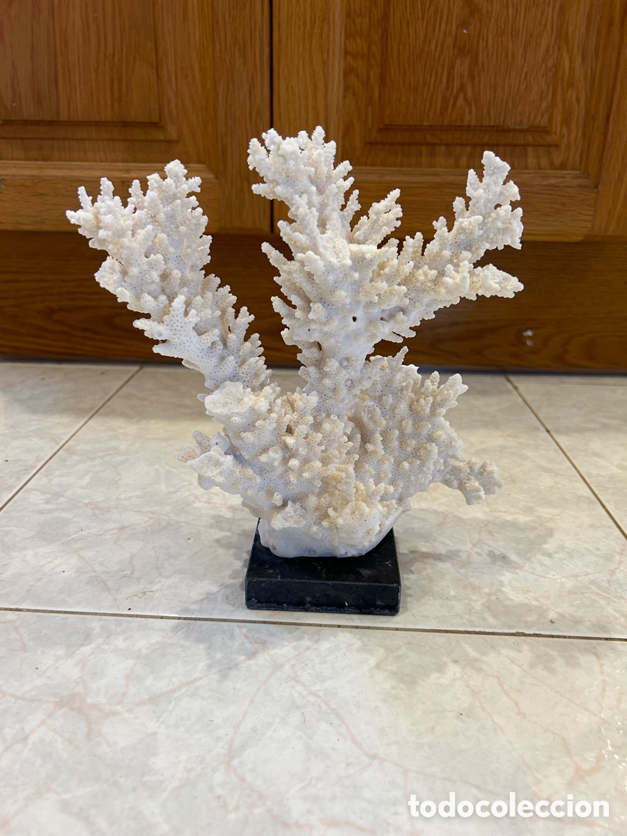 Antig&uuml;edades: ESQUELETO CORAL BLANCO - Foto 1