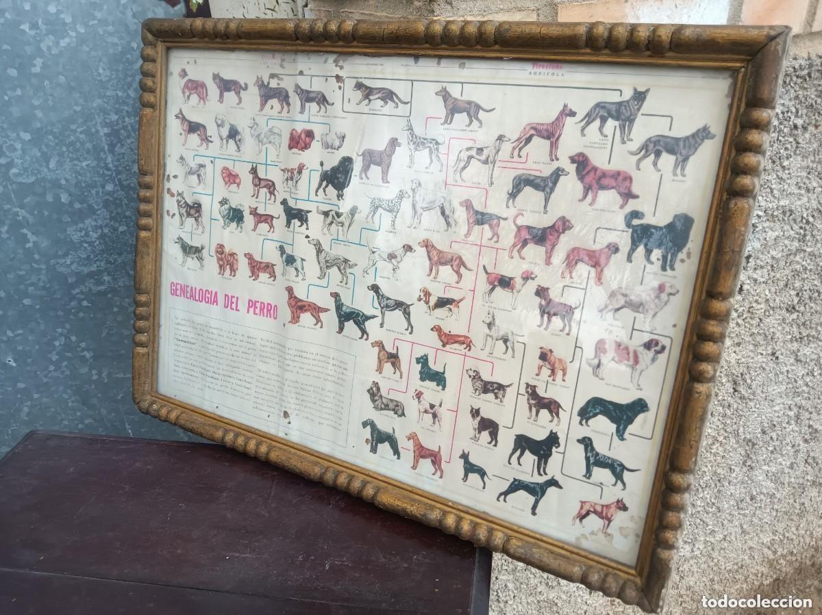 Antig&uuml;edades: Cuadro antiguo perros - Foto 1