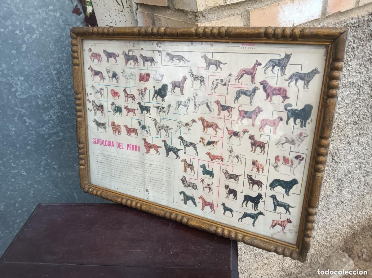 Antig&uuml;edades: Cuadro antiguo perros - Foto 2