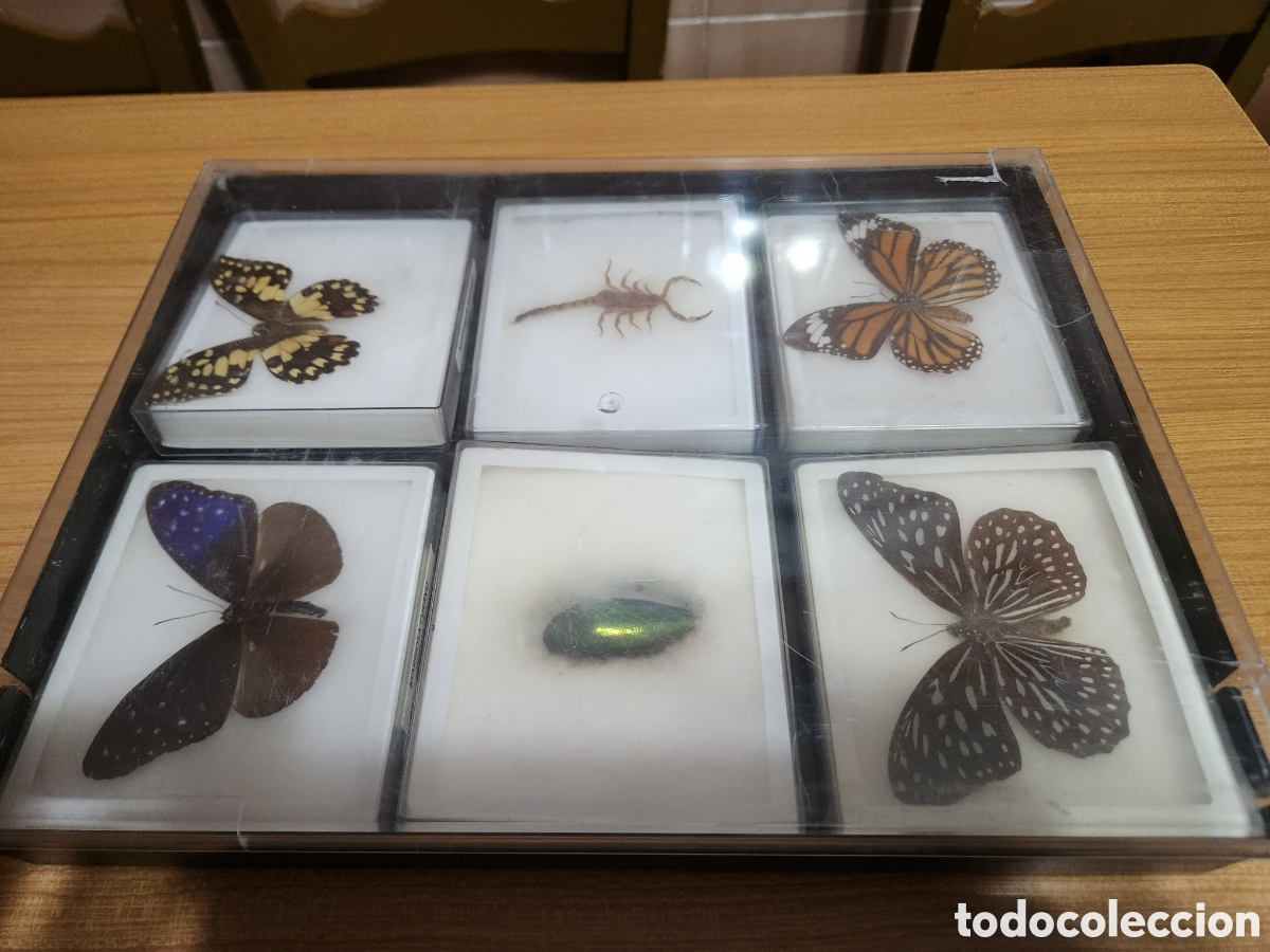 Antig&uuml;edades: Lote de caracolas ,insectos y mariposaa - Foto 2