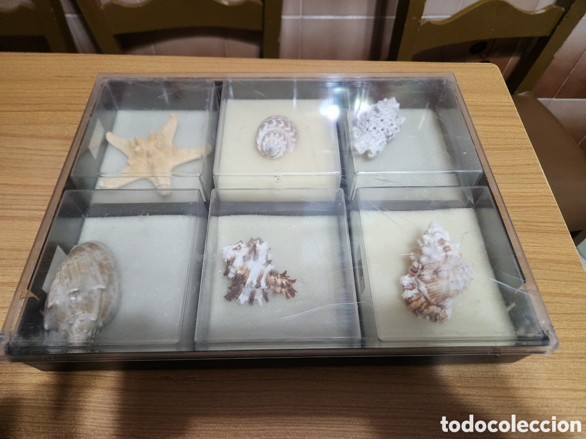 Antig&uuml;edades: Lote de caracolas ,insectos y mariposaa - Foto 3