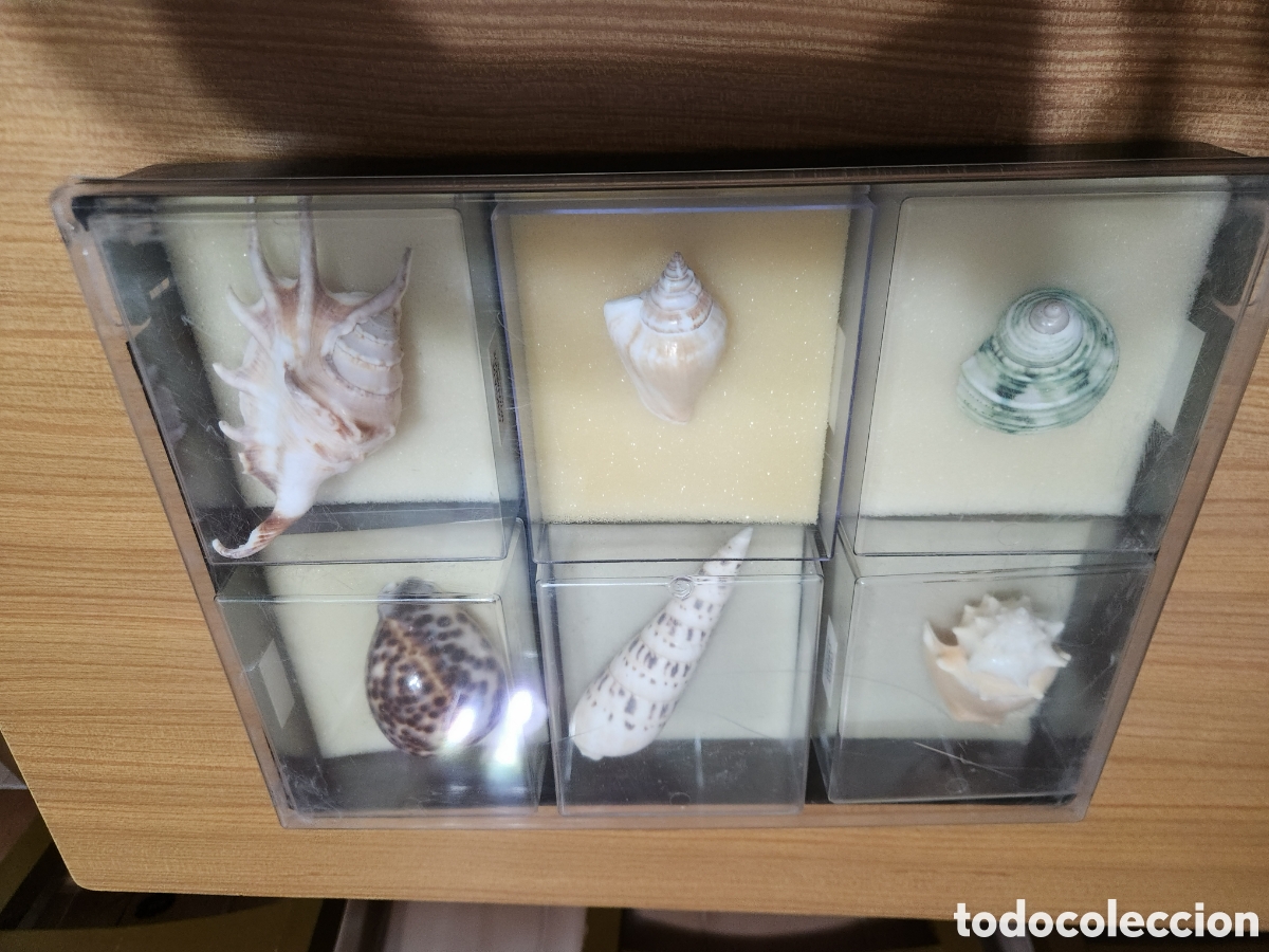 Antig&uuml;edades: Lote de caracolas ,insectos y mariposaa - Foto 4