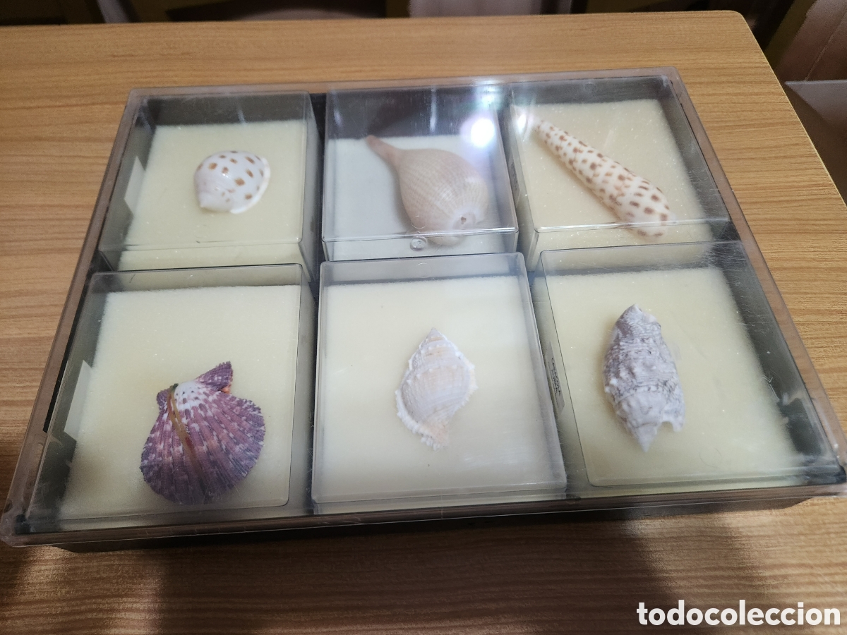 Antig&uuml;edades: Lote de caracolas ,insectos y mariposaa - Foto 1