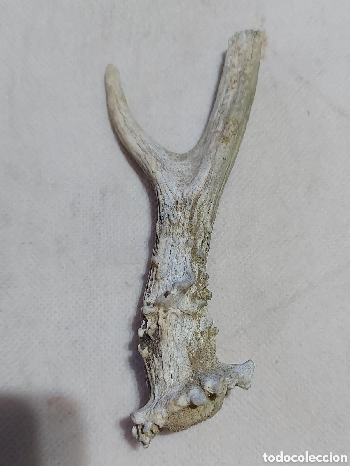 Antig&uuml;edades: CUERNO DE CORZO PRIMERA MUDA - Foto 1