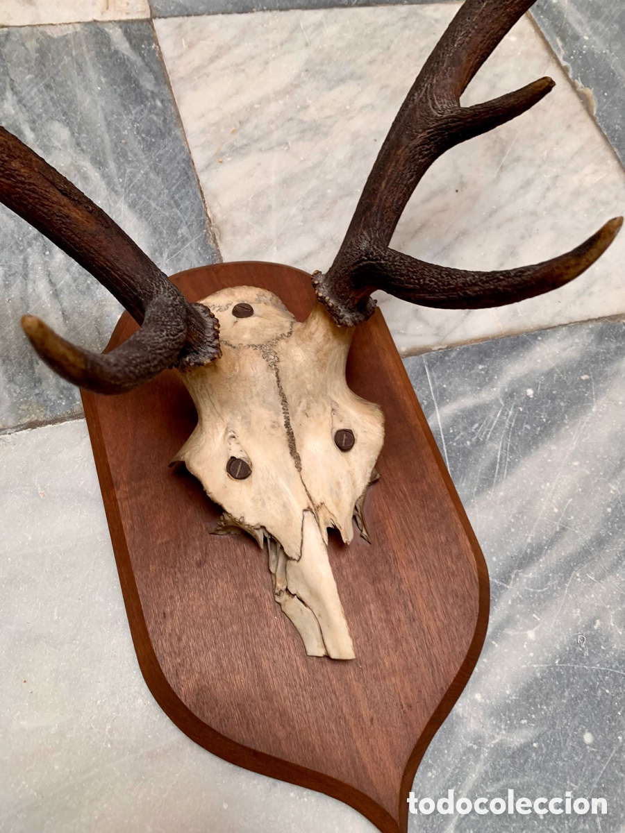 Antig&uuml;edades: CORNAMENTA TROFEO CAZA SOBRE METOPA DE MADERA - Foto 2