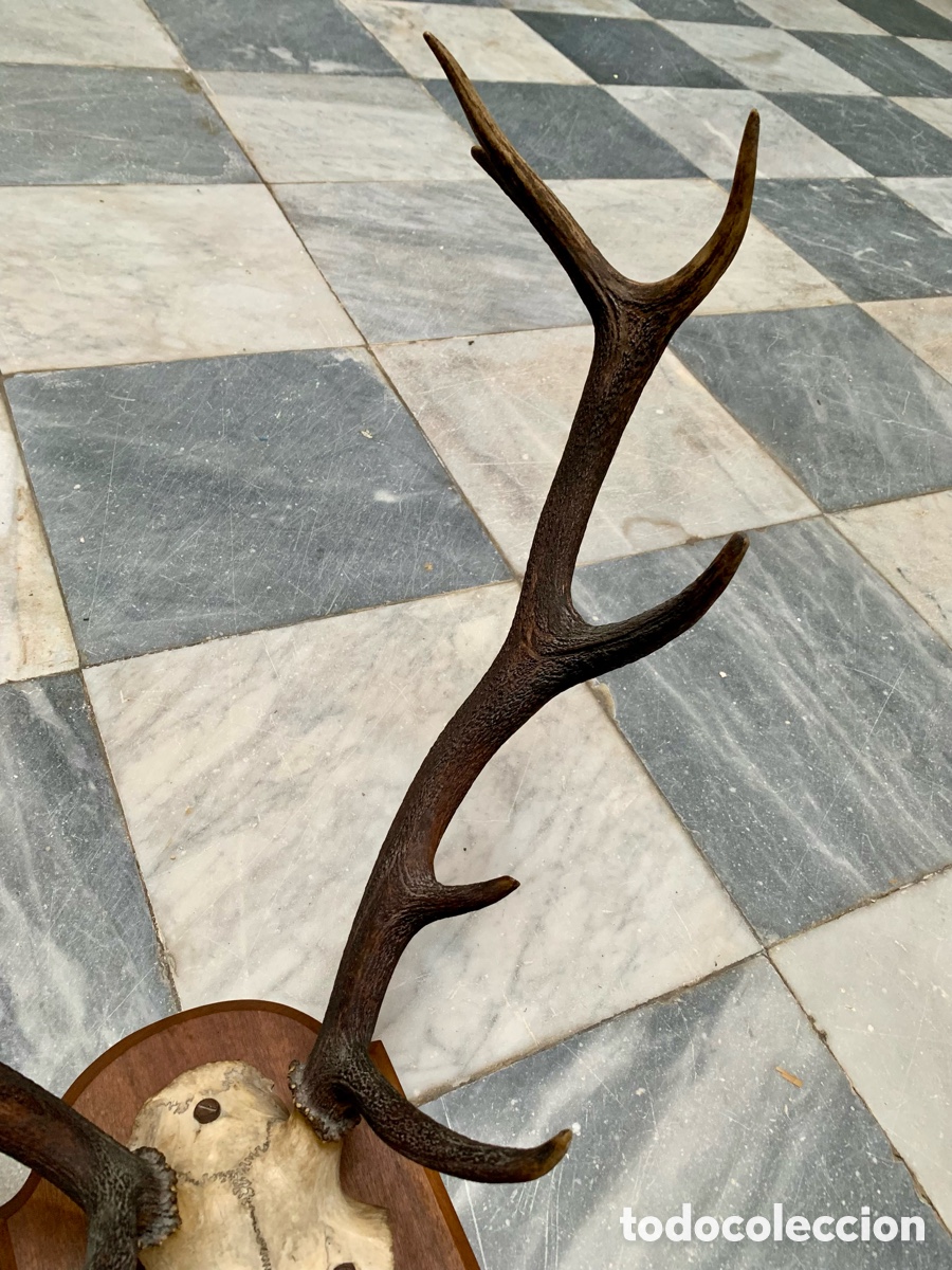Antig&uuml;edades: CORNAMENTA TROFEO CAZA SOBRE METOPA DE MADERA - Foto 3