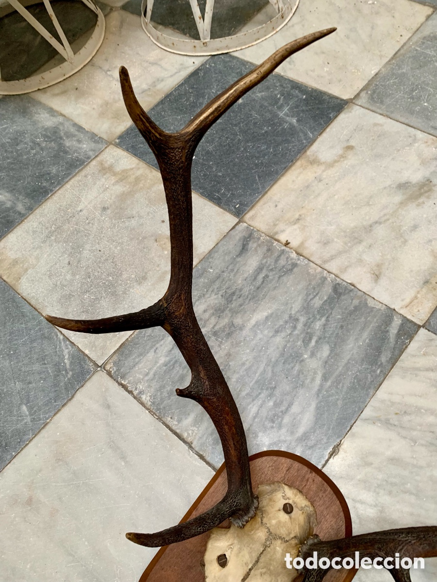 Antig&uuml;edades: CORNAMENTA TROFEO CAZA SOBRE METOPA DE MADERA - Foto 4