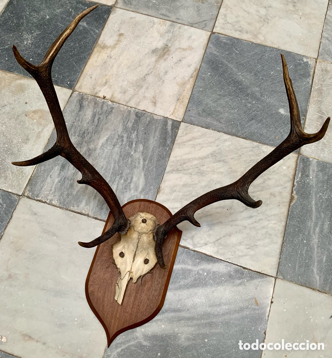 Antig&uuml;edades: CORNAMENTA TROFEO CAZA SOBRE METOPA DE MADERA - Foto 6