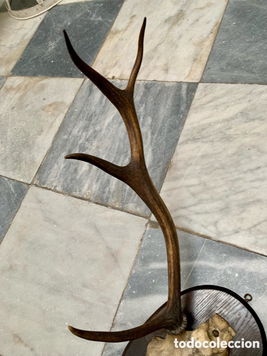 Antig&uuml;edades: CORNAMENTA TROFEO CAZA SOBRE METOPA DE MADERA - Foto 3