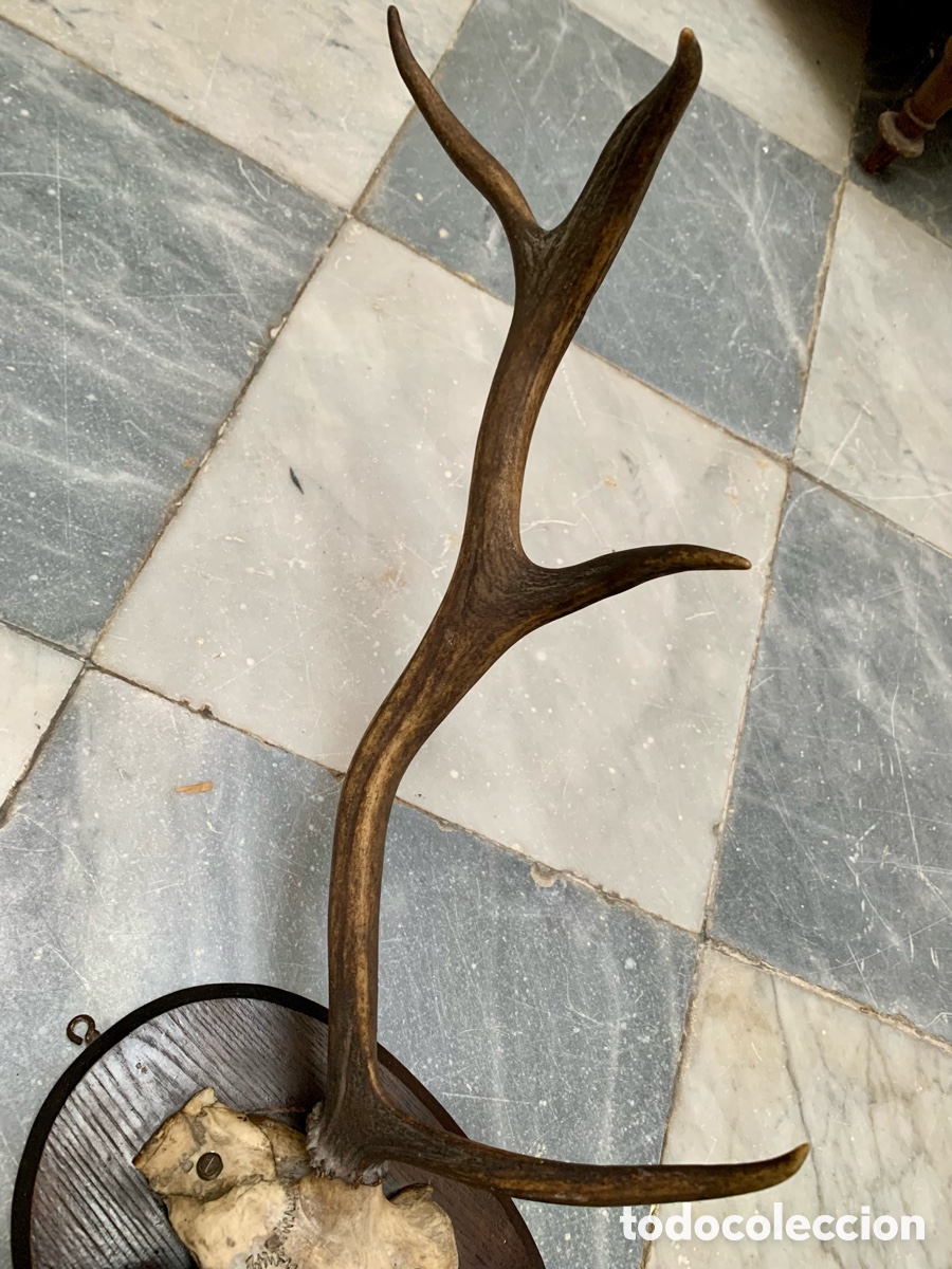 Antig&uuml;edades: CORNAMENTA TROFEO CAZA SOBRE METOPA DE MADERA - Foto 4