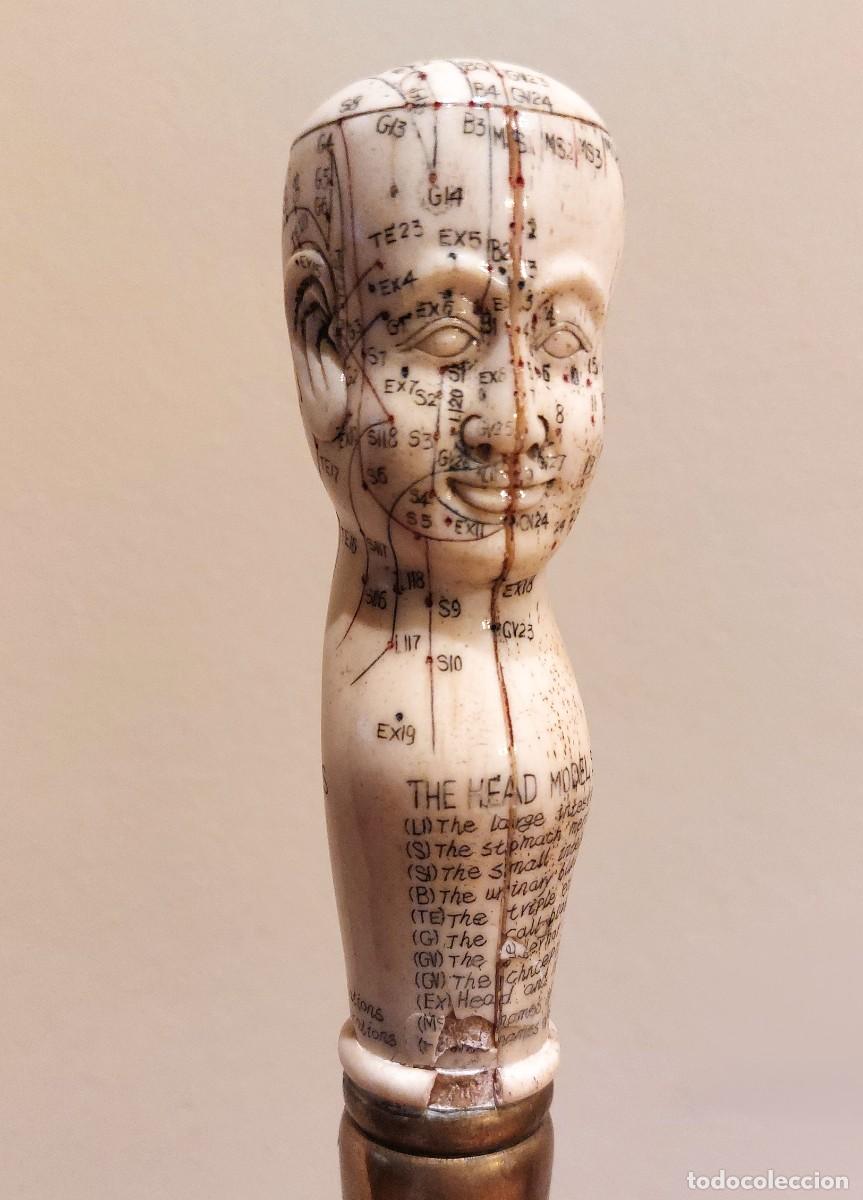 Antiguidades: Bast&oacute;n de mando - cabeza frenolog&iacute;a empu&ntilde;adura en hueso tallado-Lord William Garthwaite 1845