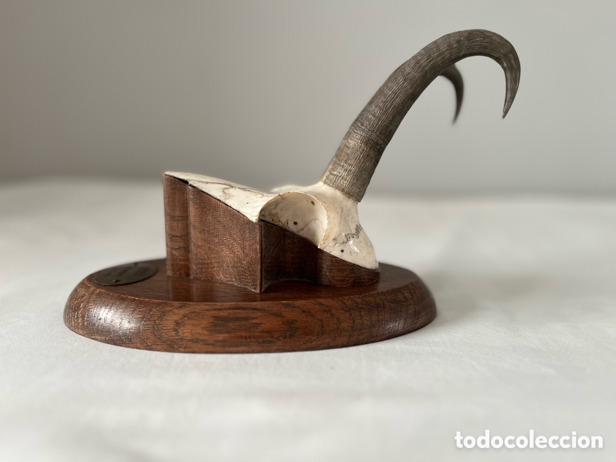 Antig&uuml;edades: Trofeo caza cr&aacute;neo rebeco - Foto 4