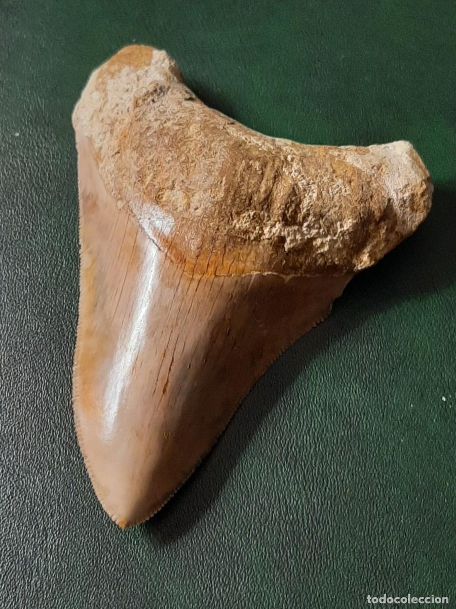 Antig&uuml;edades: F&oacute;sil. Diente de MEGALODON. Natural e inalterado. - Foto 1