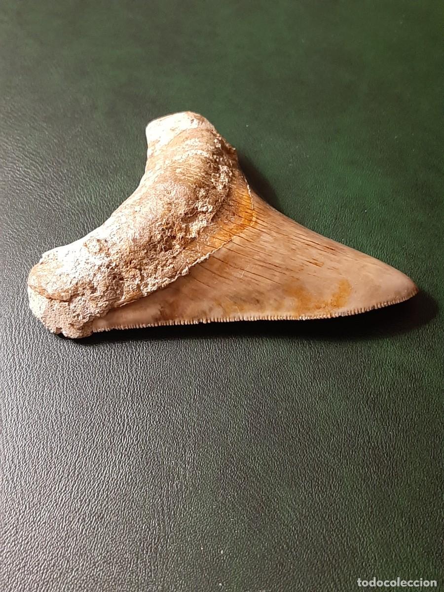 Antig&uuml;edades: F&oacute;sil. Diente de MEGALODON. Natural e inalterado. - Foto 2