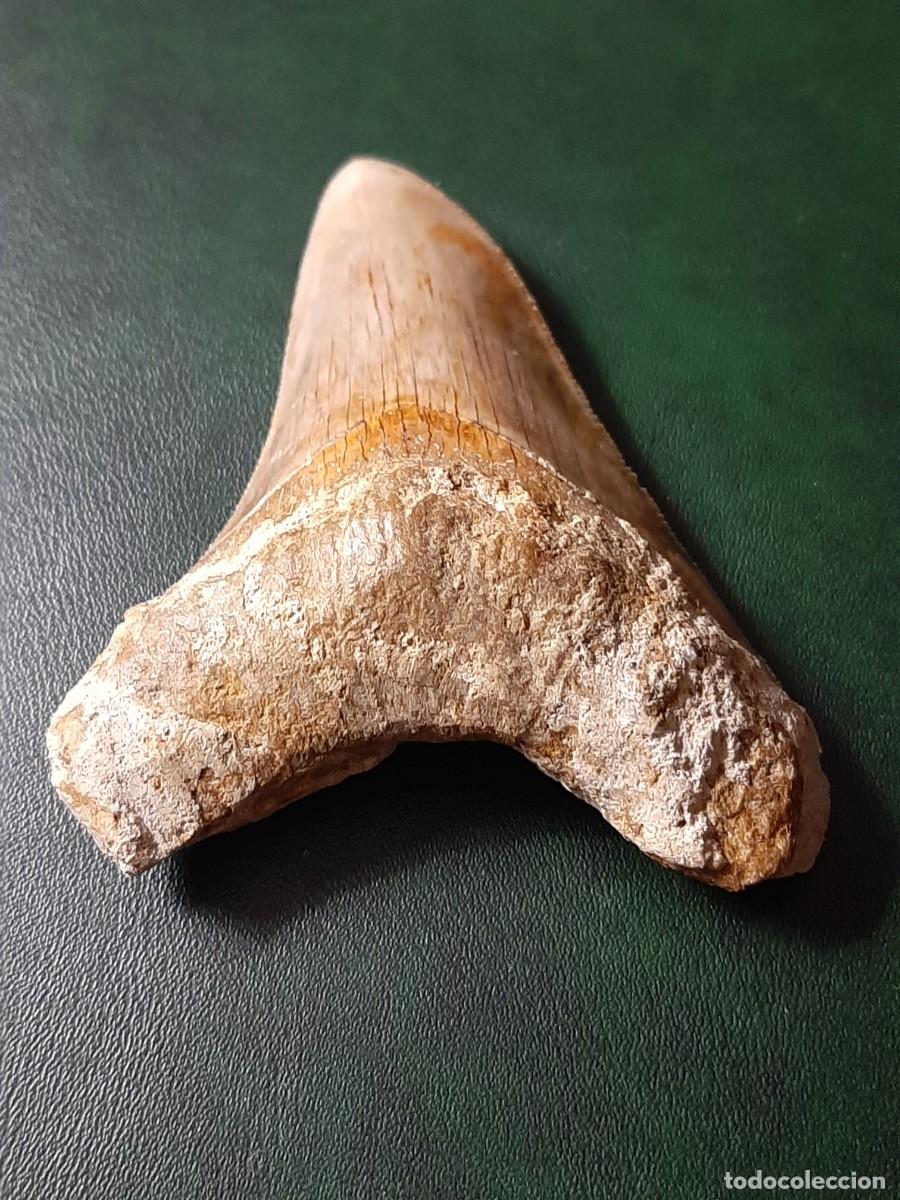 Antig&uuml;edades: F&oacute;sil. Diente de MEGALODON. Natural e inalterado. - Foto 3