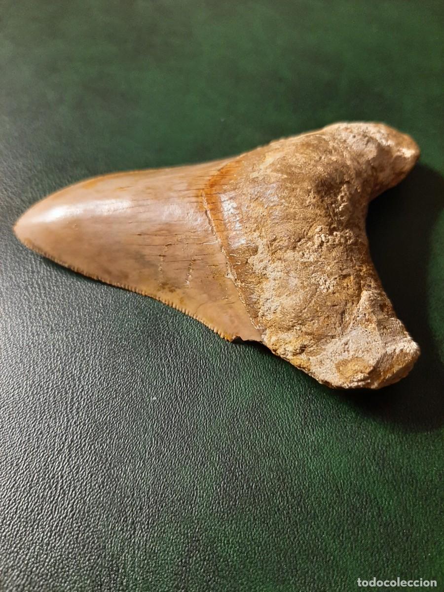 Antig&uuml;edades: F&oacute;sil. Diente de MEGALODON. Natural e inalterado. - Foto 4