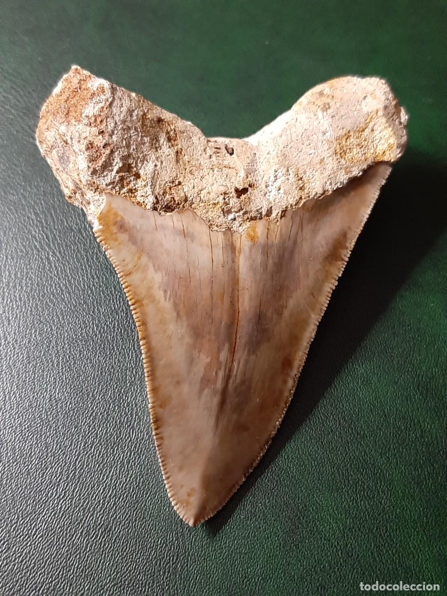 Antig&uuml;edades: F&oacute;sil. Diente de MEGALODON. Natural e inalterado. - Foto 5