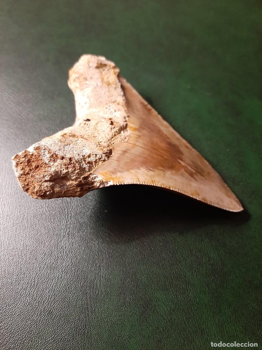 Antig&uuml;edades: F&oacute;sil. Diente de MEGALODON. Natural e inalterado. - Foto 6