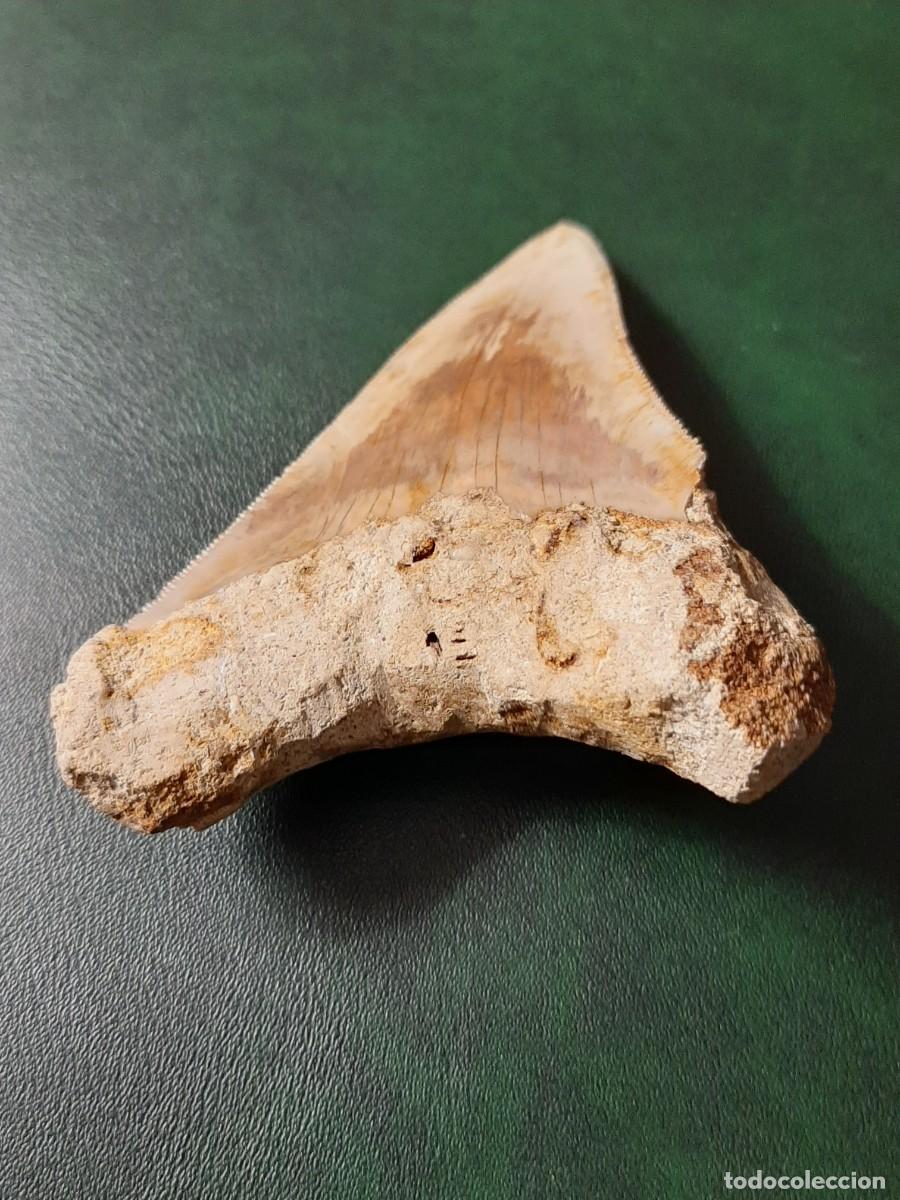 Antig&uuml;edades: F&oacute;sil. Diente de MEGALODON. Natural e inalterado. - Foto 7