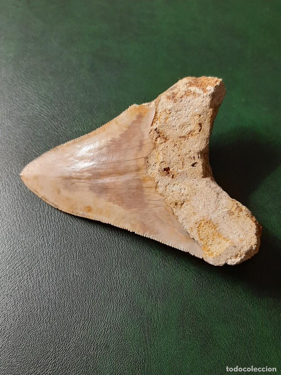Antig&uuml;edades: F&oacute;sil. Diente de MEGALODON. Natural e inalterado. - Foto 8