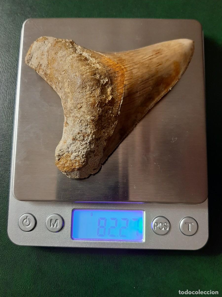 Antig&uuml;edades: F&oacute;sil. Diente de MEGALODON. Natural e inalterado. - Foto 10