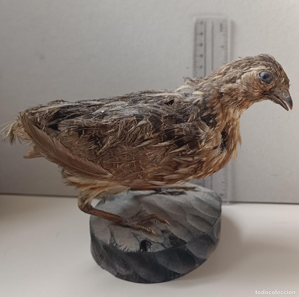 Antig&uuml;edades: Taxidermia de codorniz, sobre base de madera - Foto 1