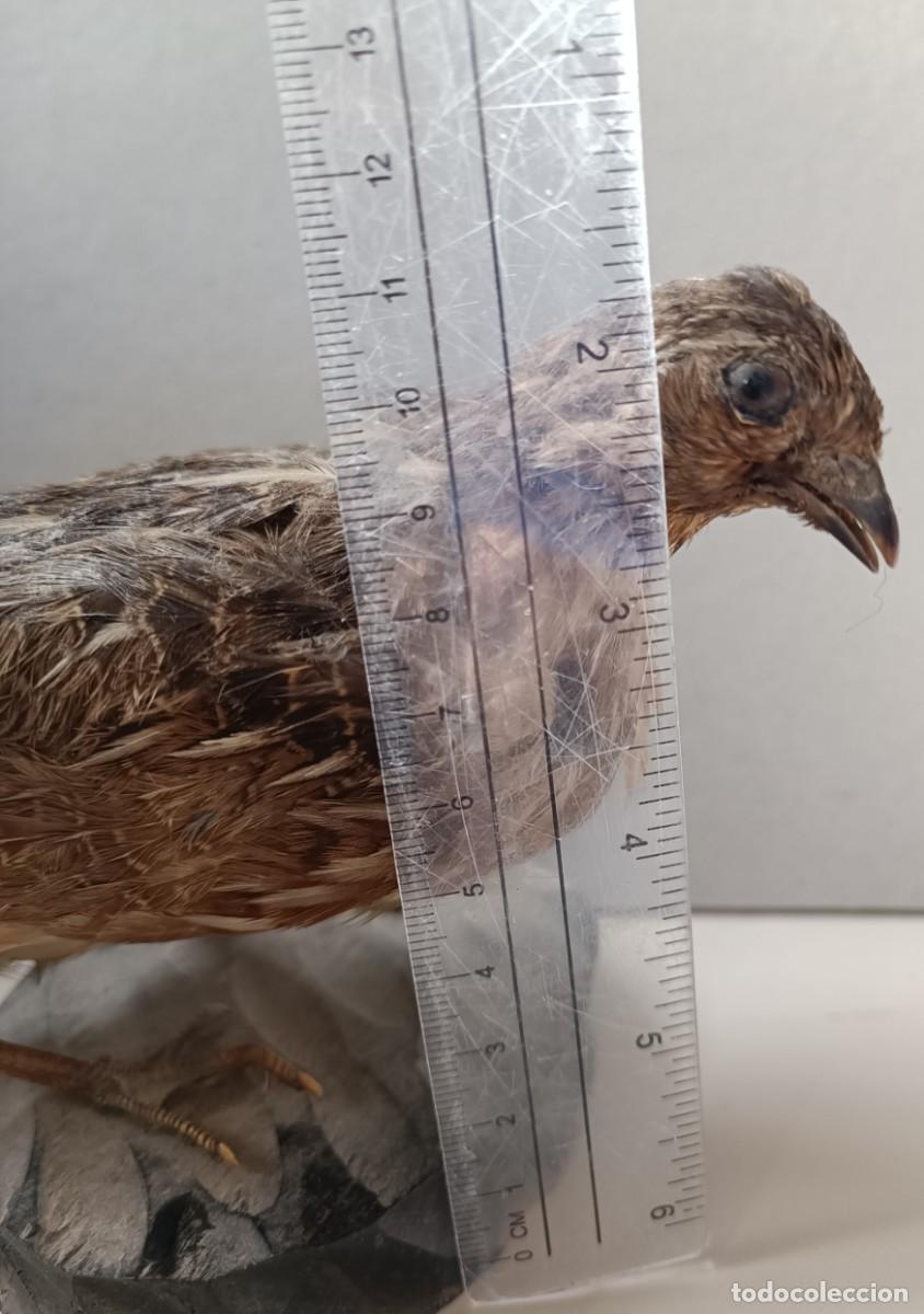 Antig&uuml;edades: Taxidermia de codorniz, sobre base de madera - Foto 2