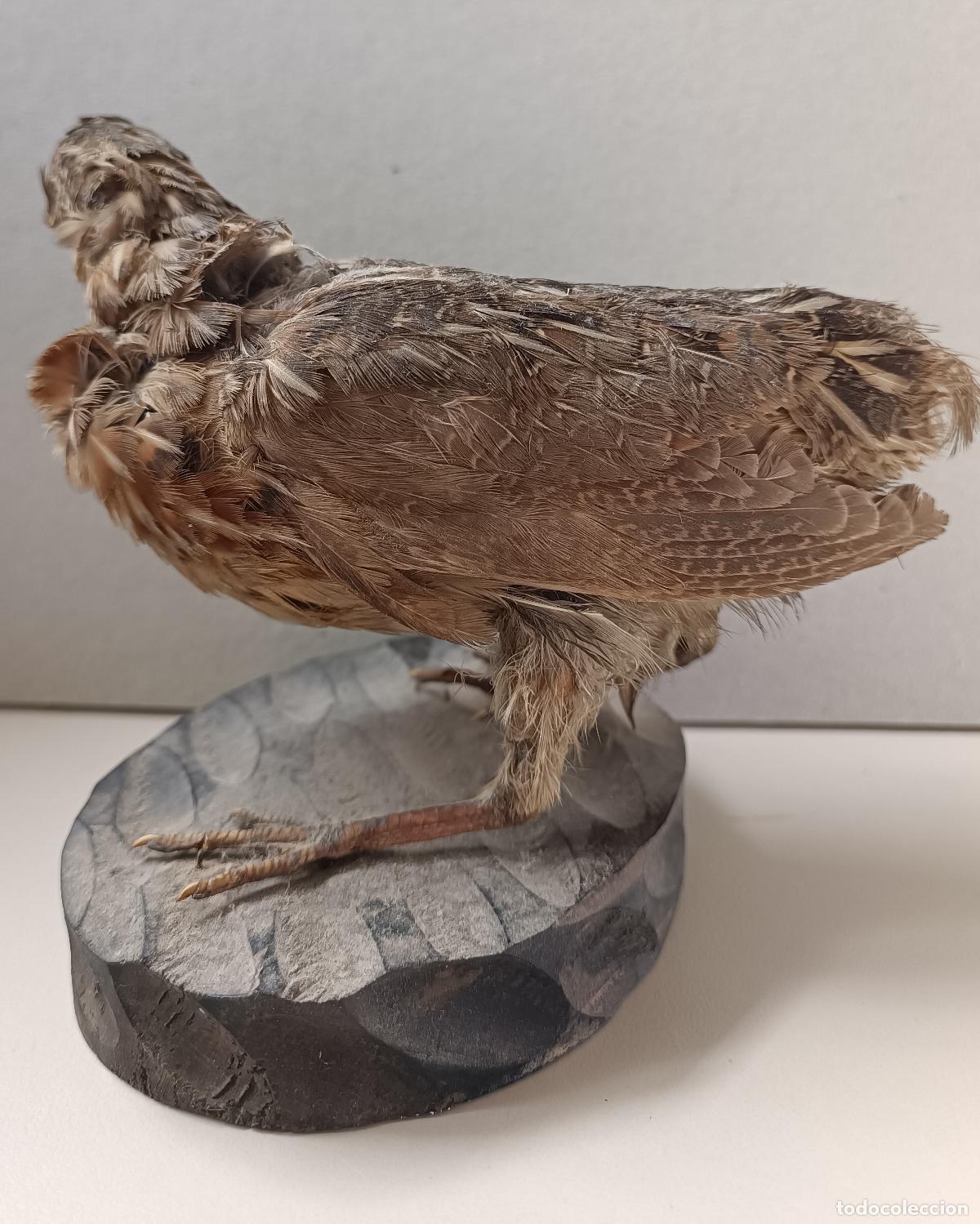 Antig&uuml;edades: Taxidermia de codorniz, sobre base de madera - Foto 3