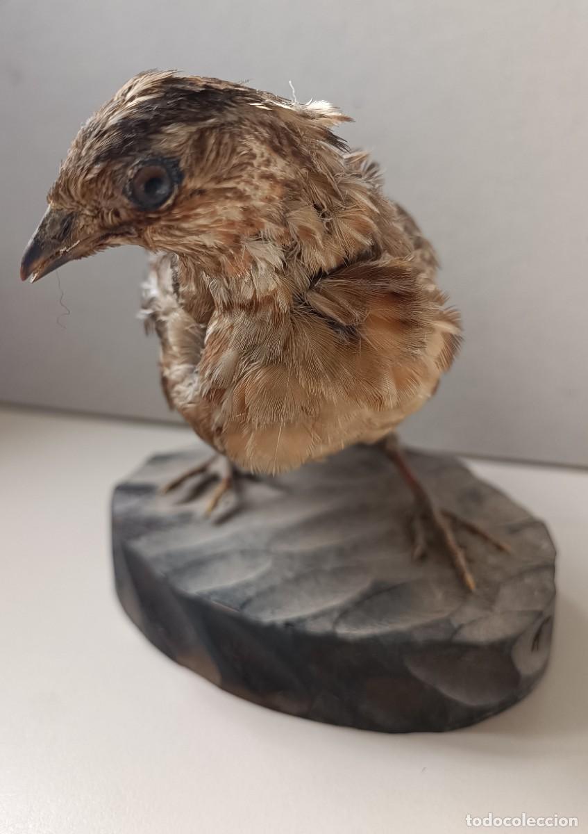 Antig&uuml;edades: Taxidermia de codorniz, sobre base de madera - Foto 4
