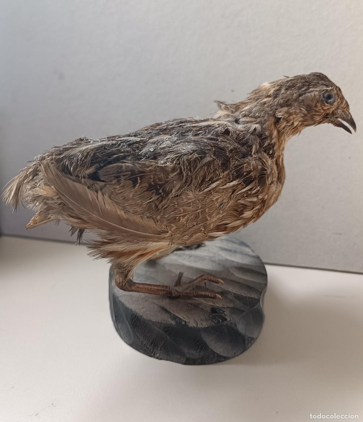 Antig&uuml;edades: Taxidermia de codorniz, sobre base de madera - Foto 5