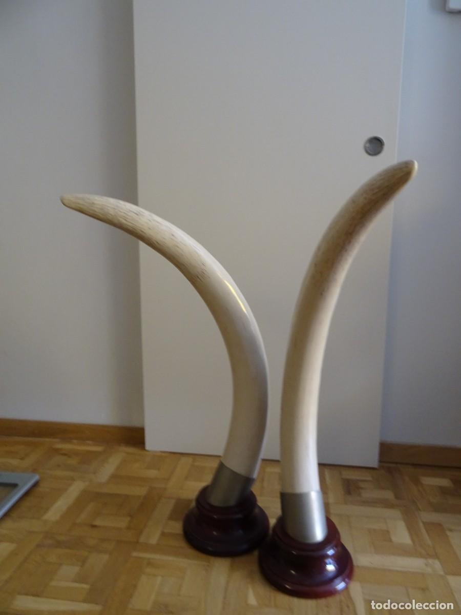 Antig&uuml;edades: PAREJA DE COLMILLOS DE ELEFANTE - Foto 3