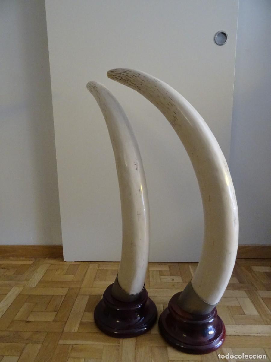 Antig&uuml;edades: PAREJA DE COLMILLOS DE ELEFANTE - Foto 9