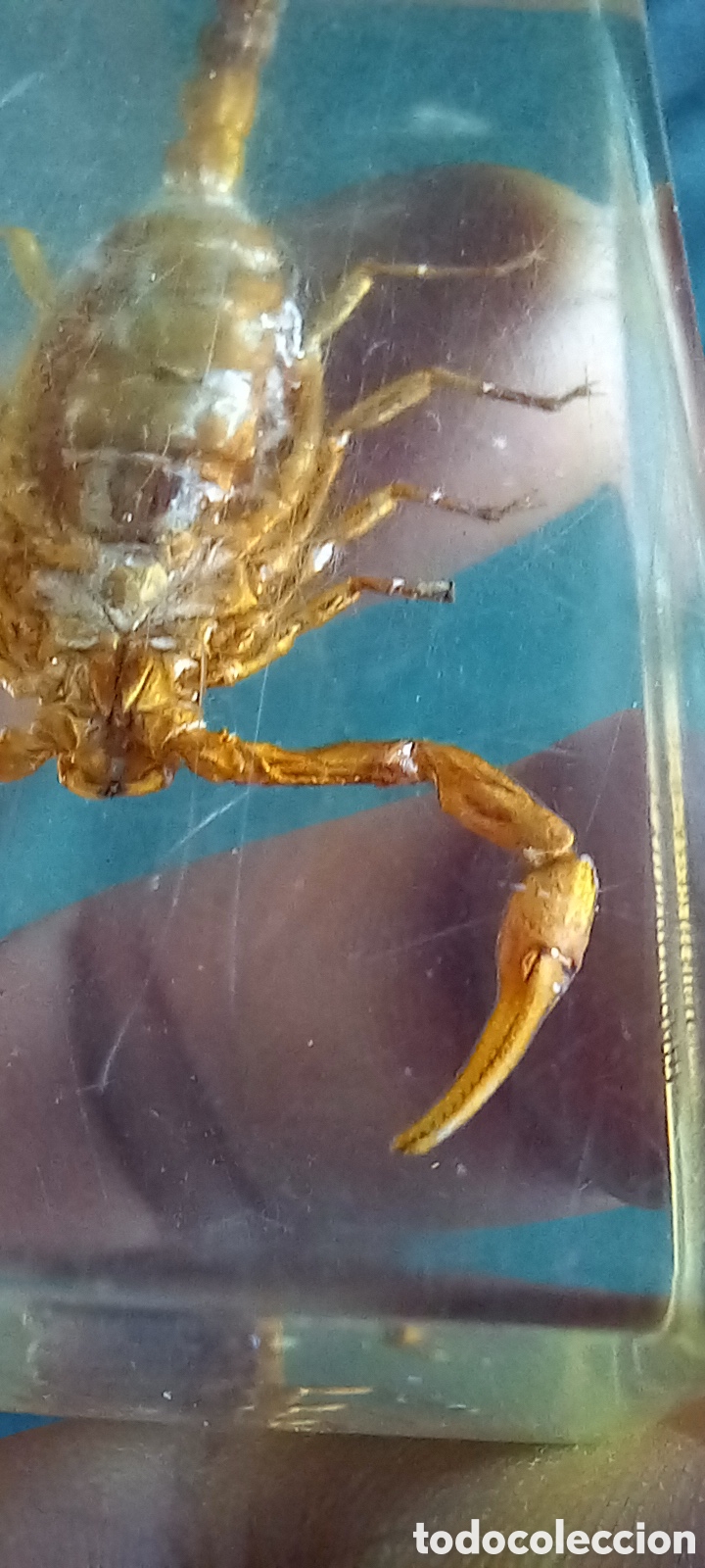 Antig&uuml;edades: ESCORPION DORADO CHINA - Foto 13