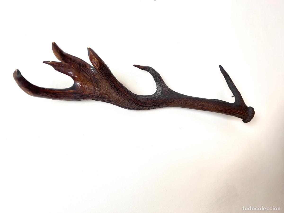 Antiquitäten: Asta de gamo o ciervo de 67 cm