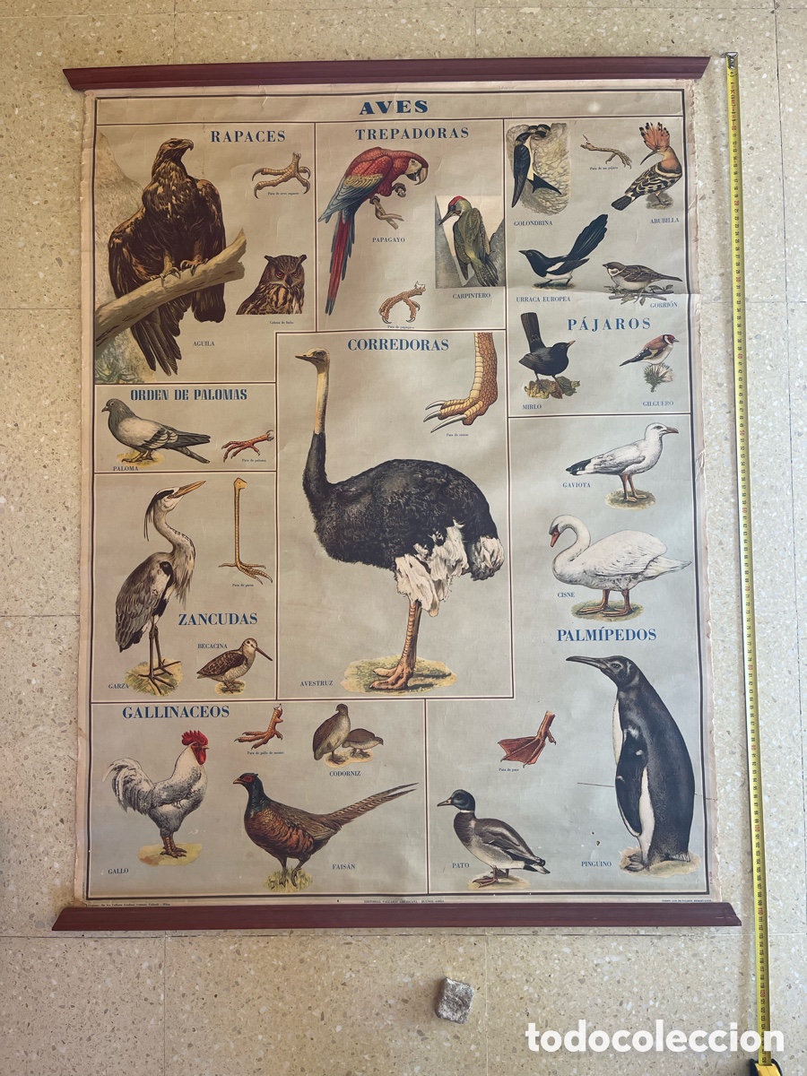 Antiguidades: AVES POSTER EDITORIAL VALLARDI AMERICANA