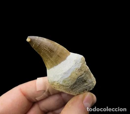 Antig&uuml;edades: F&oacute;sil Diente Dinosaurio Mosasaurus - Foto 3