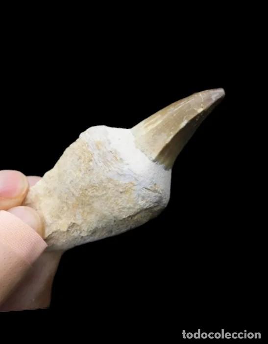 Antig&uuml;edades: F&oacute;sil Diente Dinosaurio Mosasaurus - Foto 4