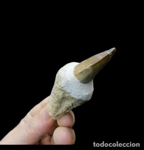 Antig&uuml;edades: F&oacute;sil Diente Dinosaurio Mosasaurus - Foto 5
