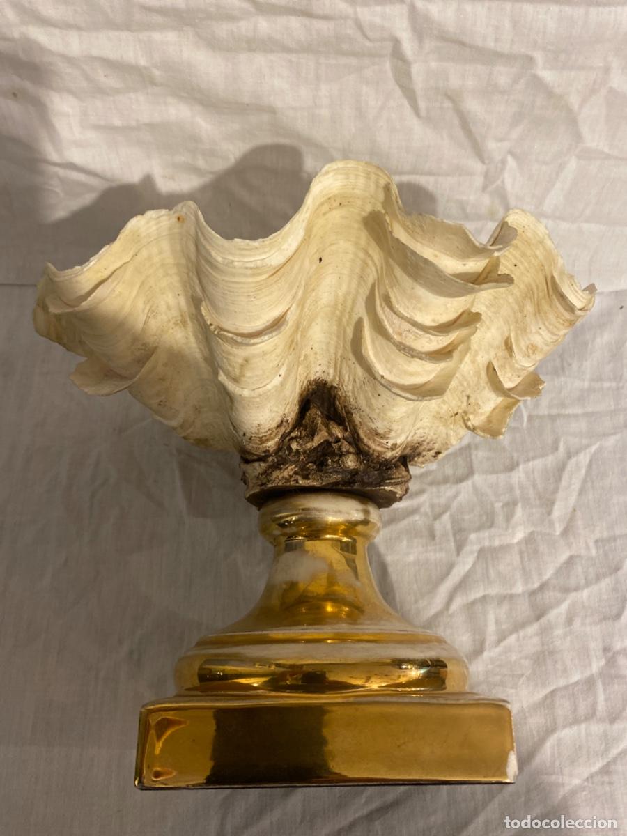 Antig&uuml;edades: CONCHA DE LOS MARES DEL SUR CON PIE DE PORCELANA. - Foto 7